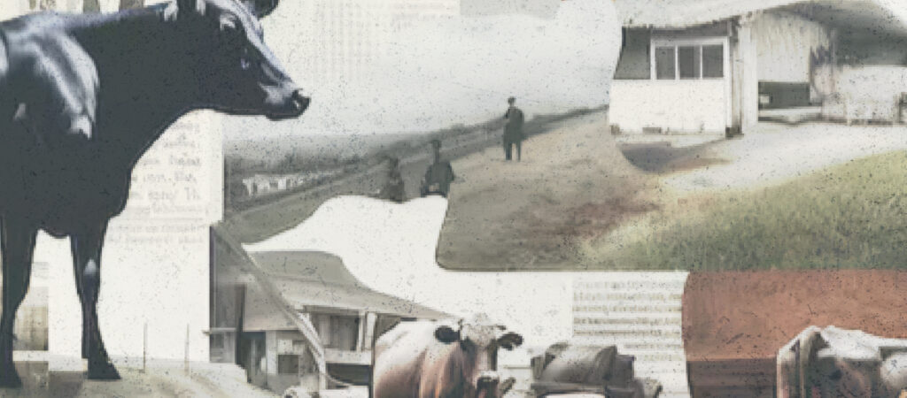 الثروة الحيوانية في الجنوب: أزمة اقتصادية بعد الحرب