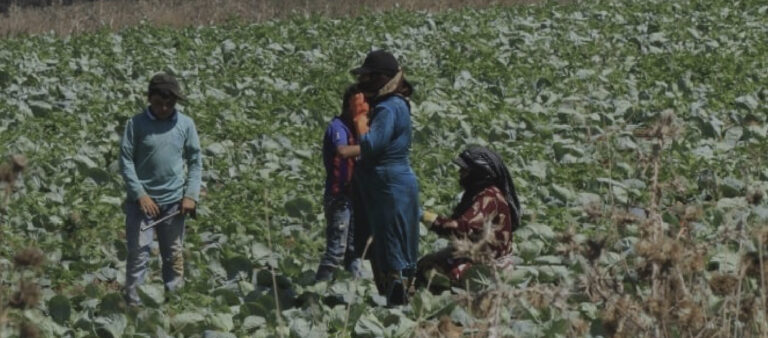 الأرض تحت النار: الزراعة كحقّ اقتصادي واجتماعي في الجنوب